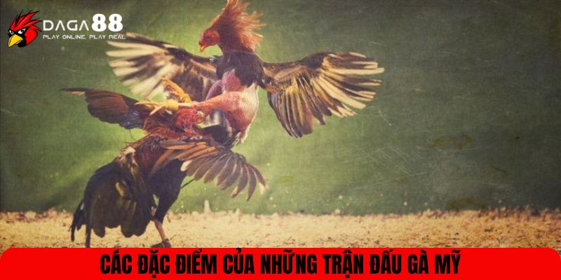 Các đặc điểm của những trận đấu gà Mỹ