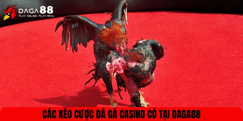 Các kèo cược đá gà casino có tại DAGA88