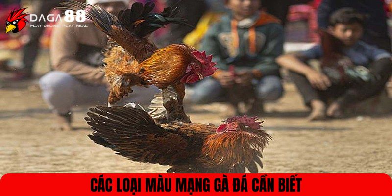 Các loại màu mạng gà đá cần biết
