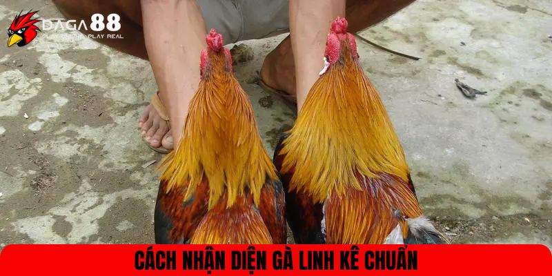 Cách nhận diện gà linh kê chuẩn
