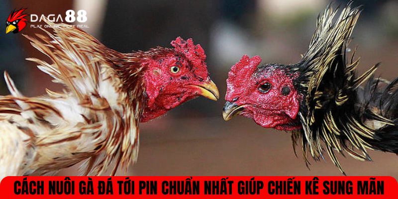 Cách nuôi gà đá tới pin