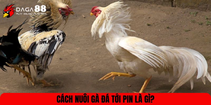 Cách nuôi gà đá tới pin là gì?