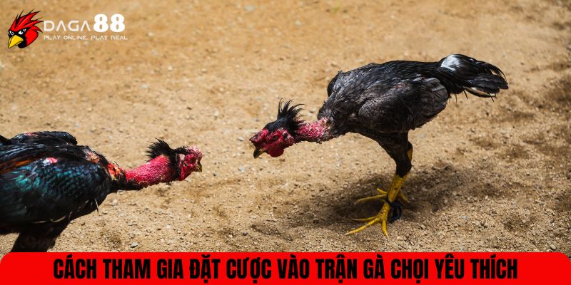 Cách tham gia đặt cược vào trận gà chọi yêu thíchCách tham gia đặt cược vào trận gà chọi yêu thích