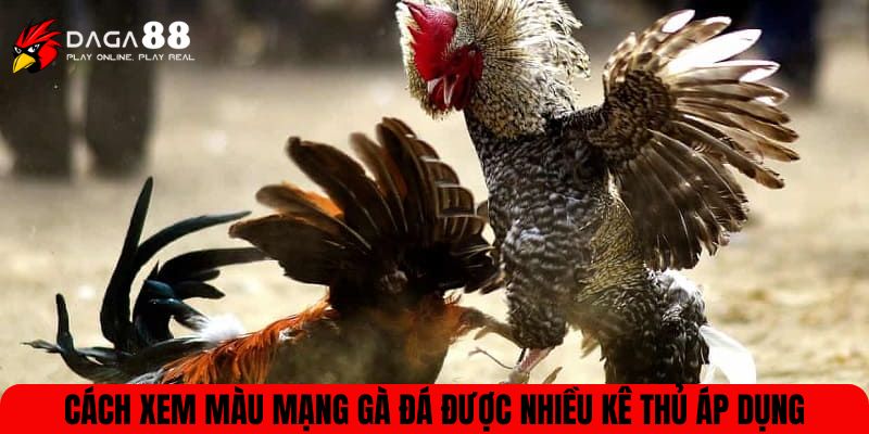 màu mạng gà đá