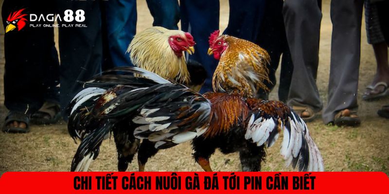 Chi tiết cách nuôi gà đá tới pin cần biết