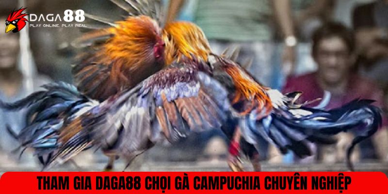 Tham gia DAGA88 trải nghiệm chọi gà Campuchia chuyên nghiệp