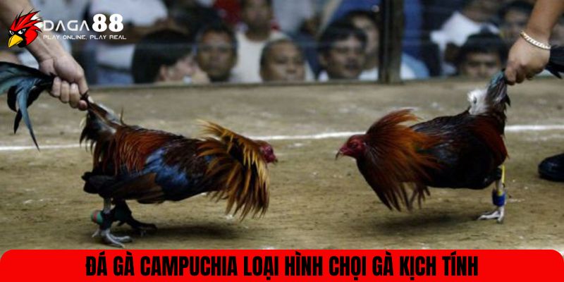 Đá gà Campuchia loại hình chọi gà kịch tính