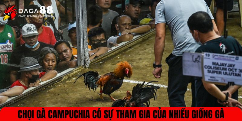 Chọi gà Campuchia có sự tham gia của nhiều giống gà