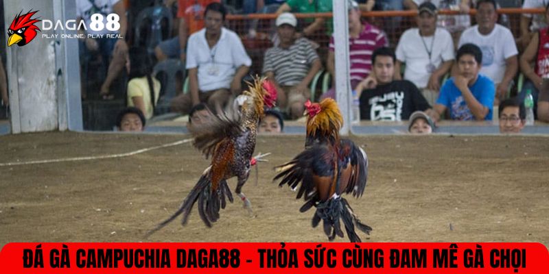 Đá gà Campuchia