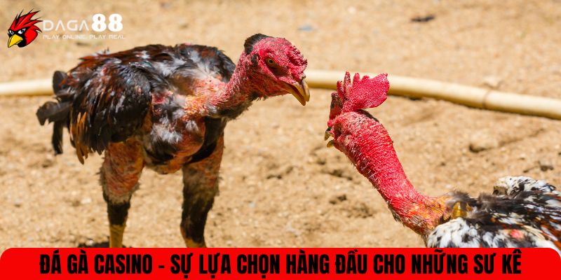 Đá Gà Casino - Sự Lựa Chọn Hàng Đầu Cho Những Sư Kê