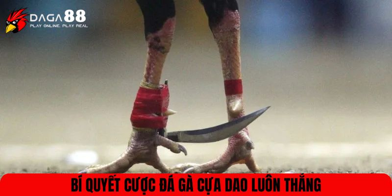 Bí quyết cược đá gà cựa dao luôn thắng