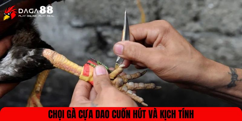 Chọi gà cựa dao cuốn hút và kịch tính