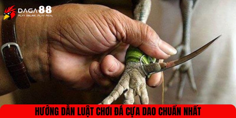 Hướng dẫn luật chơi đá cựa dao chuẩn nhất