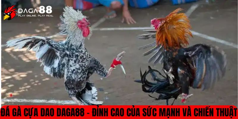 Đá gà cựa dao