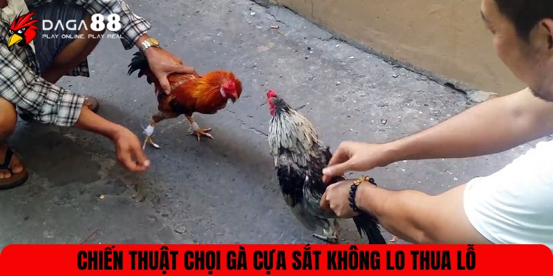 Chiến thuật chọi gà cựa sắt không lo thua lỗ