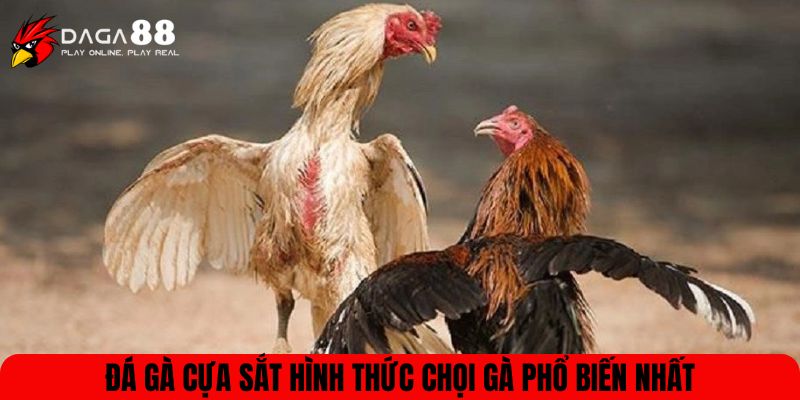 Đá gà cựa sắt hình thức chọi gà phổ biến nhất