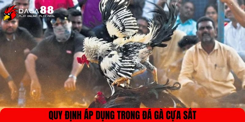 Quy định áp dụng trong đá gà cựa sắt