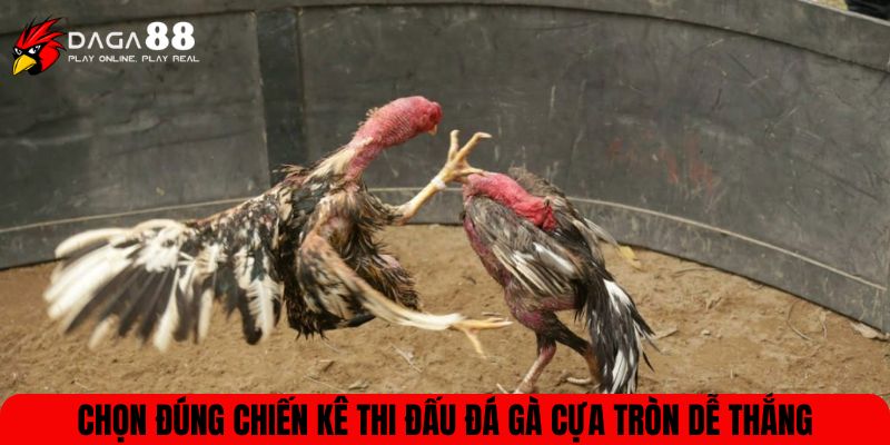 Chọn đúng chiến kê thi đấu đá gà cựa tròn dễ thắng