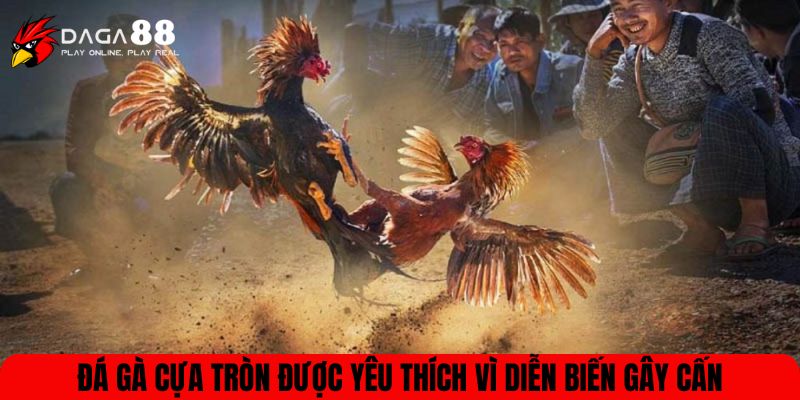 Đá gà cựa tròn được yêu thích vì diễn biến gây cấn