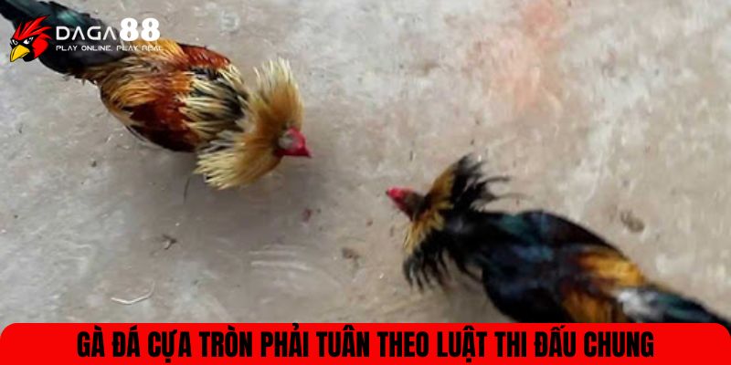 Gà đá cựa tròn phải tuân theo luật thi đấu chung