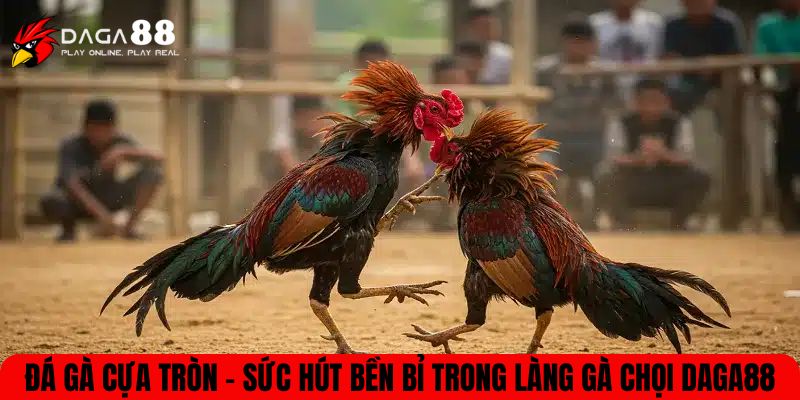 Đá gà cựa tròn
