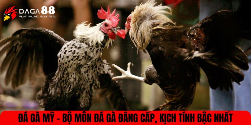 Đá gà Mỹ