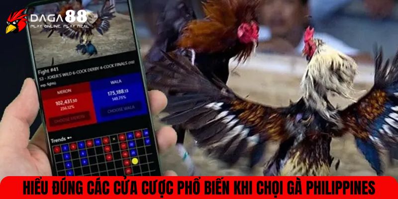 Hiểu đúng các cửa cược phổ biến khi chọi gà Philippines