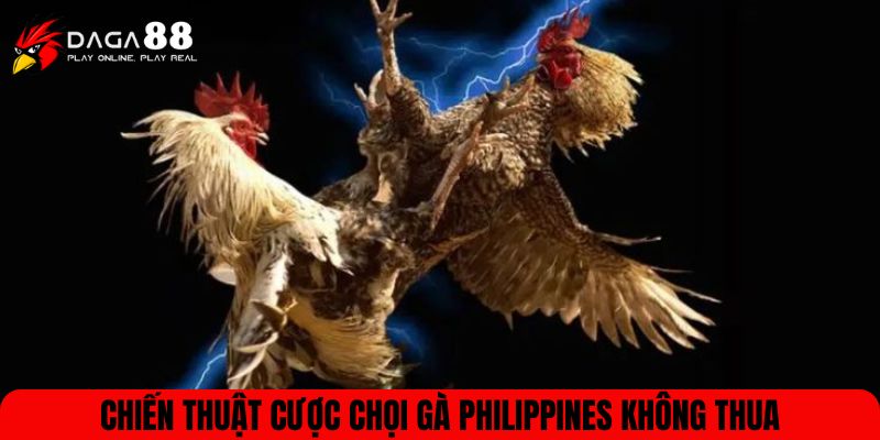 Chiến thuật cược chọi gà Philippines không thua