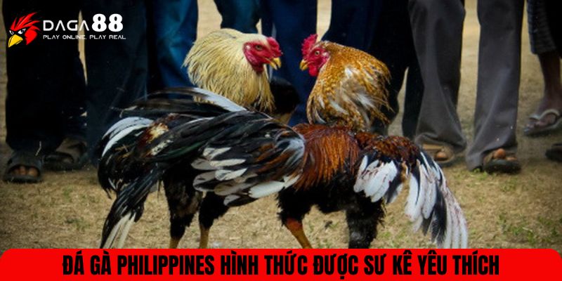 Đá gà Philippines hình thức được sư kê yêu thích