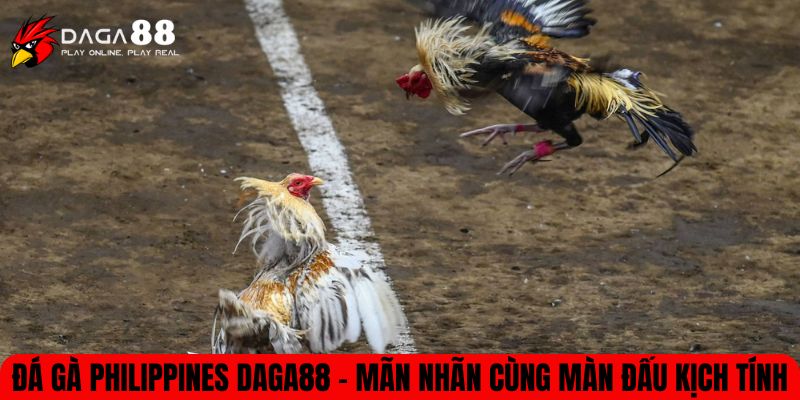 Đá Gà Philippines DAGA88 – Mãn Nhãn Và Kịch Tính