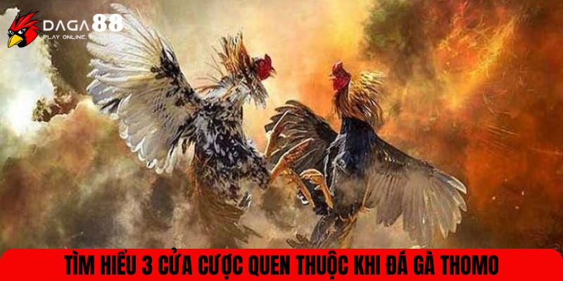 Tìm hiểu 3 cửa cược quen thuộc khi đá gà Thomo