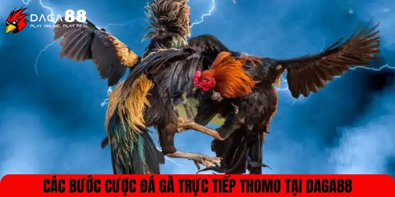 Các bước cược đá gà trực tiếp Thomo tại DAGA88