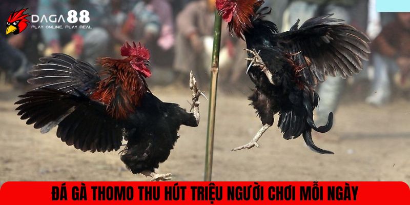 Đá gà Thomo thu hút triệu người chơi mỗi ngày