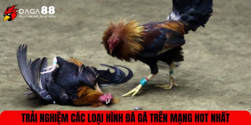 Trải nghiệm các loại hình đá gà trên mạng hot nhất