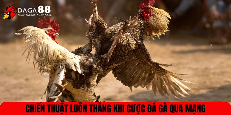Chiến thuật luôn thắng khi cược đá gà qua mạng