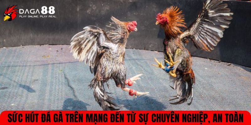 Sức hút đá gà trên mạng đến từ sự chuyên nghiệp, an toàn