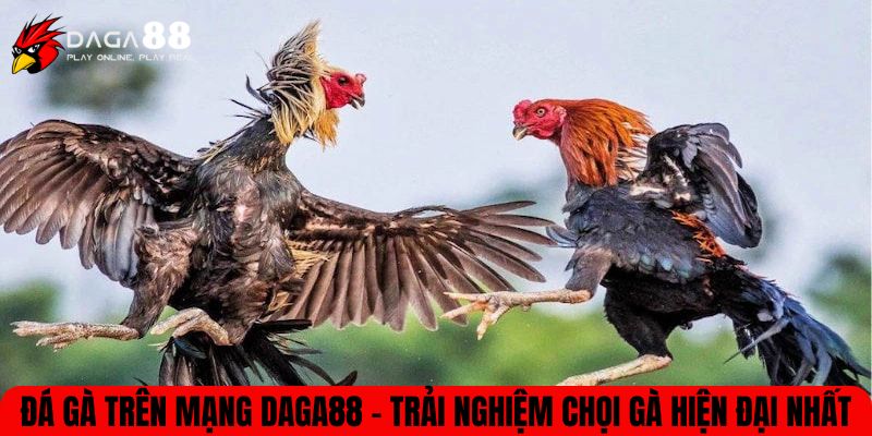 Đá gà trên mạng
