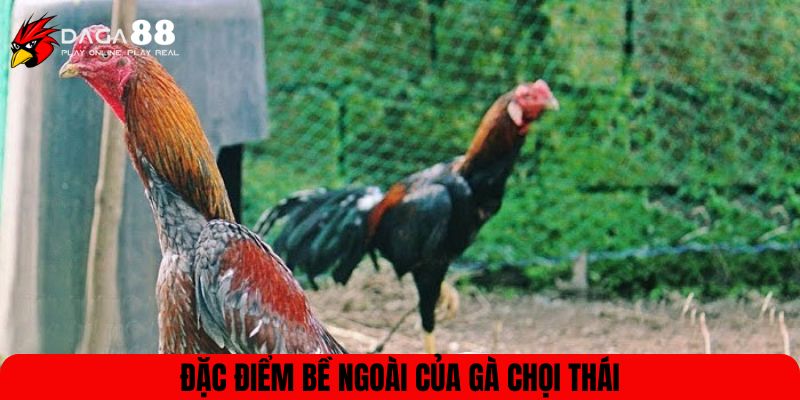 Đặc điểm bề ngoài của gà chọi Thái