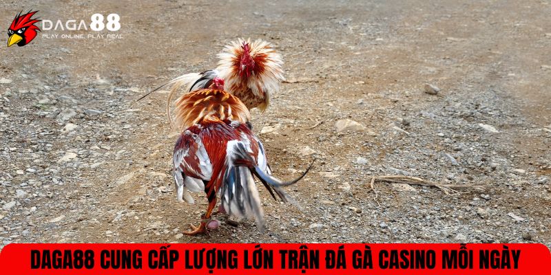 DAGA88 cung cấp lượng lớn trận đá gà casino mỗi ngày
