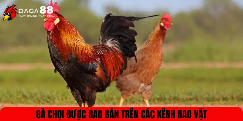 Gà chọi được rao bán trên các kênh rao vặt