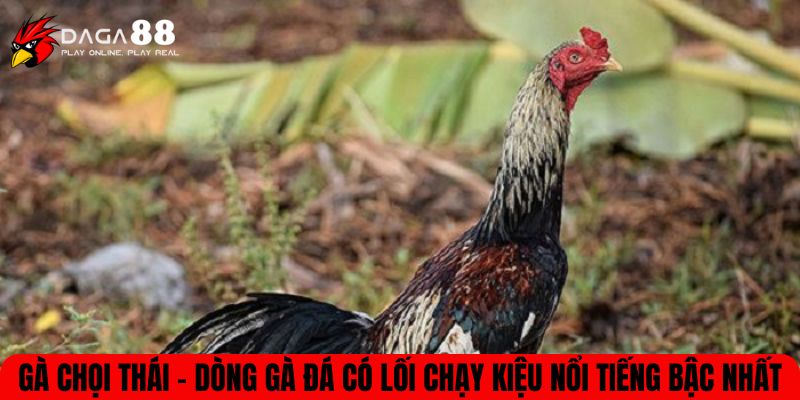 gà chọi Thái