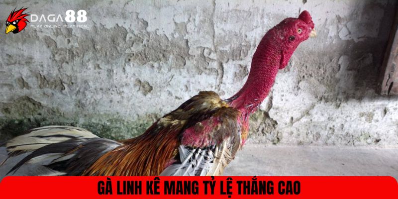 Gà linh kê mang tỷ lệ thắng cao