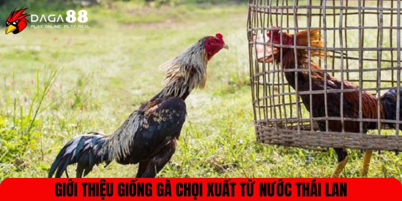 Giới thiệu giống gà chọi xuất từ nước Thái Lan