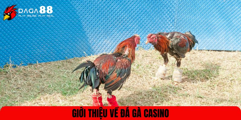 Giới thiệu về đá gà casino