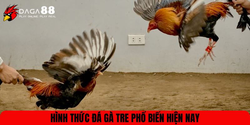 Hình thức đá gà tre phổ biến hiện nay