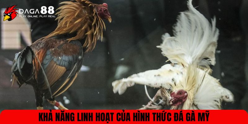 Khả năng linh hoạt của hình thức đá gà Mỹ