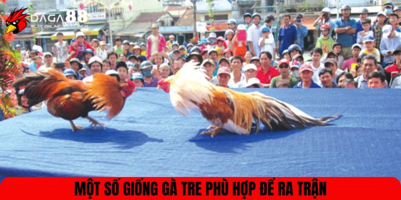 Một số giống gà tre phù hợp để ra trận