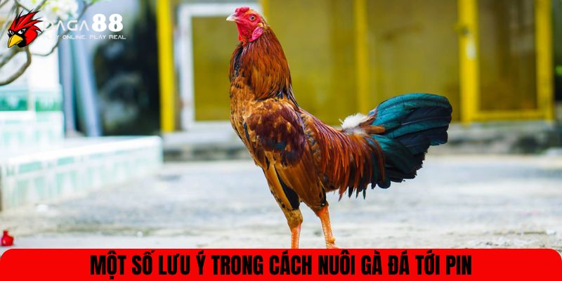 Một số lưu ý trong cách nuôi gà đá tới pin