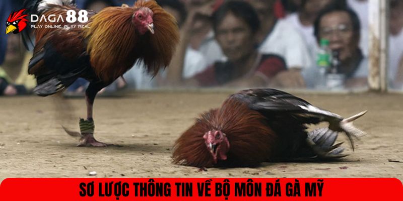 Sơ lược thông tin về bộ môn đá gà Mỹ