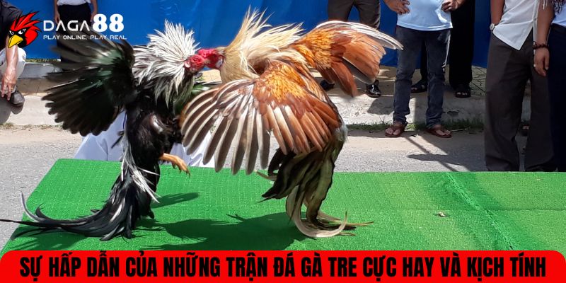 đá gà tre